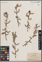 Foto von Salix erioclada H. Lév. & Vaniot